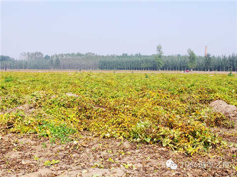 一望無(wú)際的山藥基地。據(jù)說(shuō)，一季山藥后，土地需要五年才能恢復(fù)。