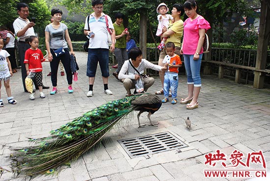 “大鳥”與“小鳥”和游客互動