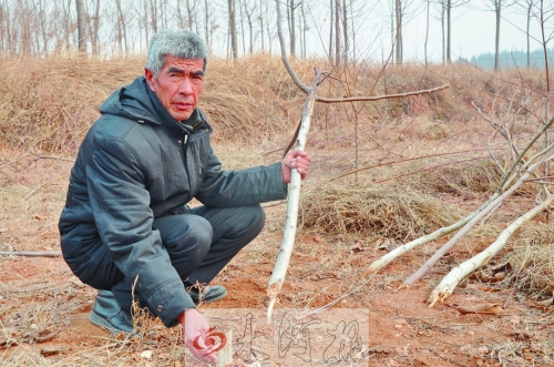 伊川村民150棵樹一夜被砍 政府表示如需征地會給補(bǔ)償