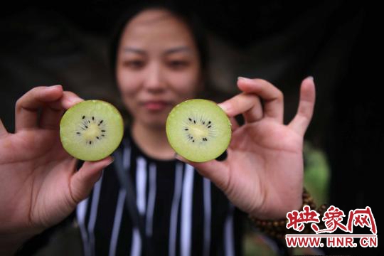 西峽萬畝獼猴桃基地豐收在望 俯瞰農(nóng)田縱橫有致