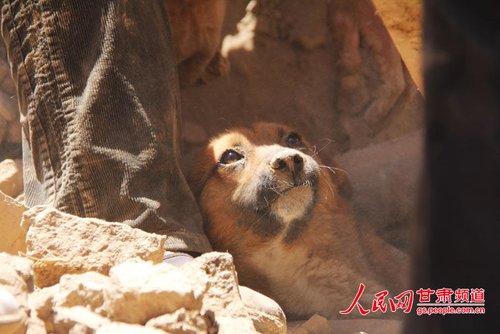 探出頭的小黃狗期待地看著救他的人。王生元/攝