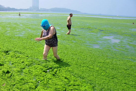 2013年7月3日，山東青島青島高溫來襲，“青島大媽”不懼滸苔，戴著“強(qiáng)盜面具”出現(xiàn)在海水浴場(chǎng)消暑降