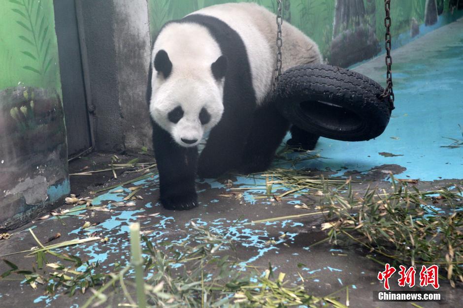 　3月17日，河南鄭州動(dòng)物園內(nèi)的大熊貓“龍昇”。