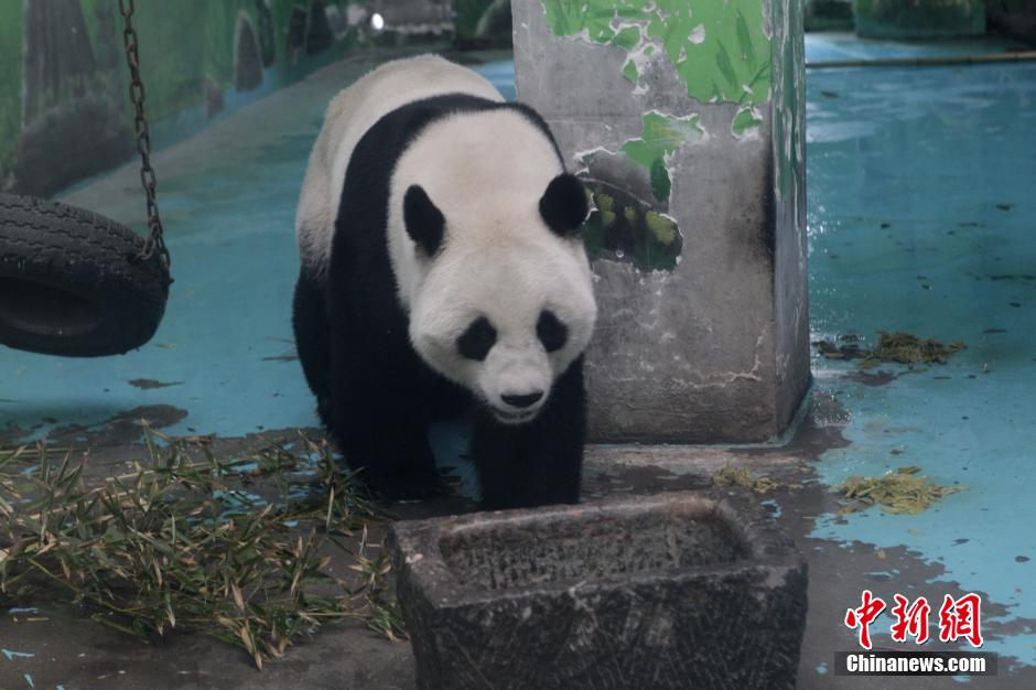 3月17日，河南鄭州動(dòng)物園內(nèi)的大熊貓“龍昇”。