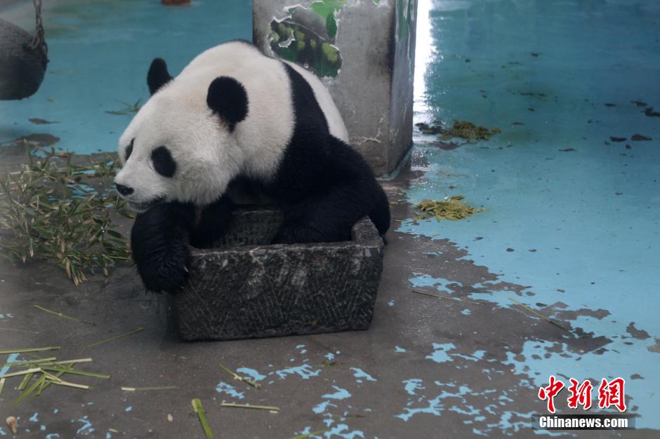 3月17日，河南鄭州動(dòng)物園內(nèi)的大熊貓“龍昇”。