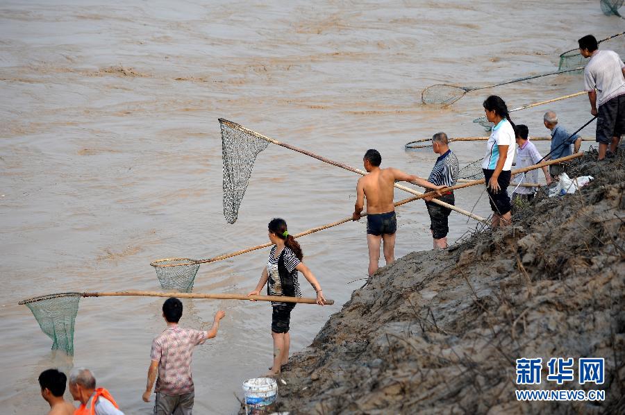 7月6日,在山西省平陸縣黃河岸邊,人們在河邊捕撈黃河“流魚”。