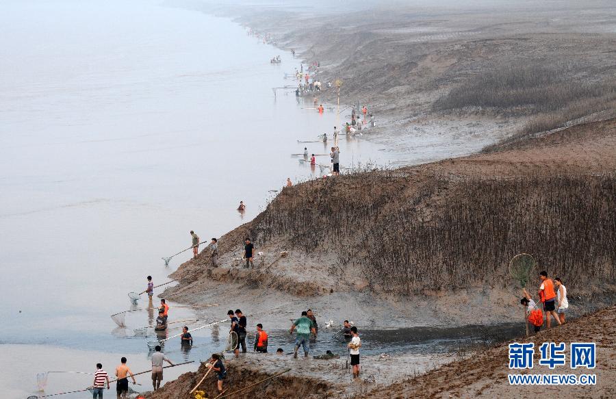  7月6日,在山西省平陸縣黃河岸邊,人們在捕撈黃河“流魚”。