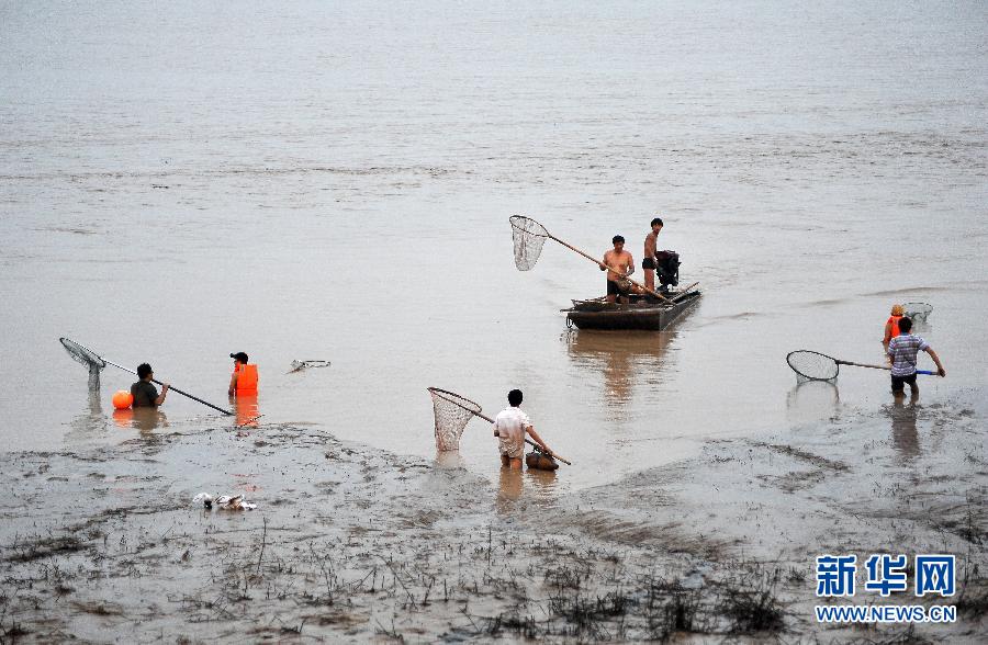 7月6日,在山西省平陸縣黃河河道內(nèi),人們在捕撈黃河“流魚”。