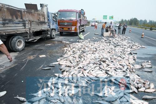 貨車翻,魚滿地。