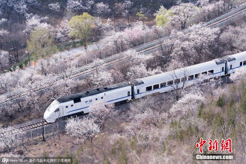 和諧號列車穿越居庸關(guān)花海 被贊開往春天的列車