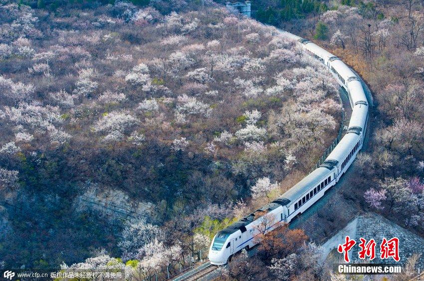 和諧號列車穿越居庸關(guān)花海 被贊開往春天的列車