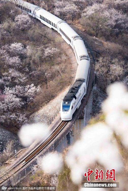 和諧號列車穿越居庸關(guān)花海 被贊開往春天的列車