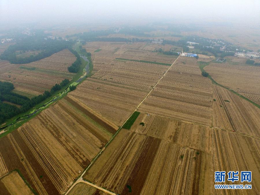 這是5月28日在河南省南陽(yáng)市唐河縣甘河灣村航拍的麥?zhǔn)宅F(xiàn)場(chǎng)。