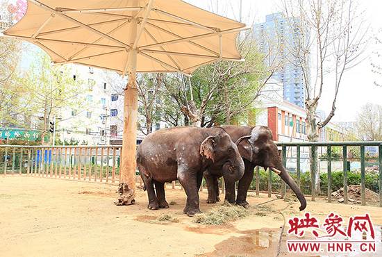 亞洲象“情侶”入住鄭州動(dòng)物園 清明小長假與游客見面