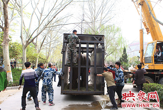 亞洲象“情侶”入住鄭州動(dòng)物園 清明小長假與游客見面