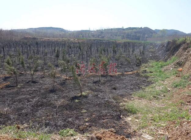 濟源一村民上墳燒紙引發(fā)火災(zāi) 種植地被燒成黑土地