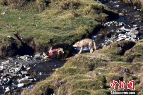 新疆南部草原野狼頻繁出沒 數(shù)千牲畜葬身狼腹