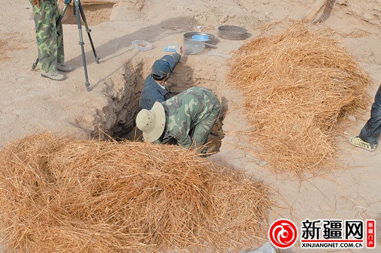 考古人員正在清理麥稈。（圖由中國科學(xué)院人文學(xué)院科技室與科技考古系提供）