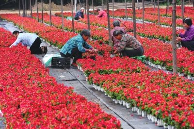 長安街沿線的10處立體花壇的擺放工作啟動