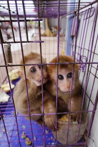 獼猴、麂子、白鷴、果子貍、豪豬、豺狗、熊、竹鼠等國家保護野生動物或瀕危物種，在此成為各路食客的盤中餐