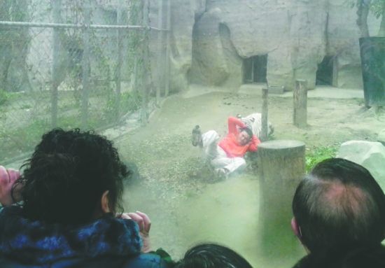 昨日，成都動物園，男子進(jìn)入白虎活動區(qū)后被白虎拖行。動物園出動50多人成功營救下他