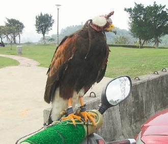 闖禍的老鷹則被主人戴上頭套，以鐵鏈鎖在摩托車的車頭上“罰站”/臺(tái)灣《聯(lián)合報(bào)》圖