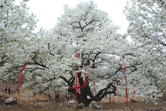 500歲梨王開(kāi)花，多根紅綢加身，鮮花壓滿(mǎn)枝頭。