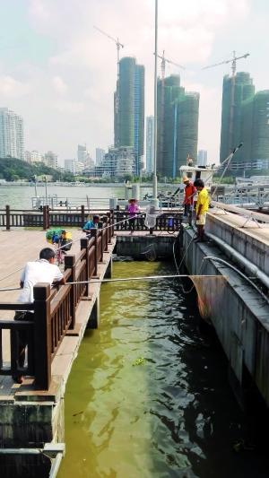 一群人正在打撈放生的龜、魚(yú)等。信息時(shí)報(bào)記者 陳文杰 攝