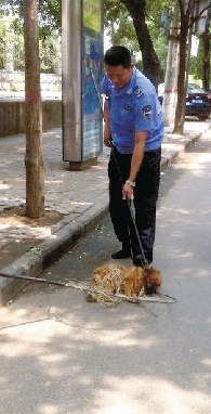 一名隊員拿一根叉子樣的工具，叉住狗狗的脖子