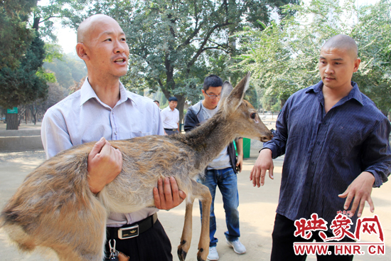 失主宋先生將“愛鹿”抱回家,并表示待小鹿傷情痊愈后,將其送到動(dòng)物園,供市民觀賞。