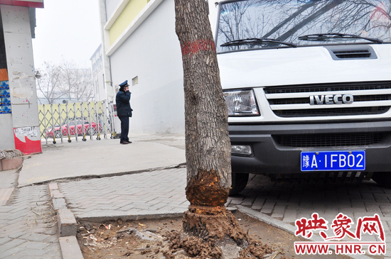 據(jù)了解，這棵樹在一家名叫“蝸牛之家”賓館專用停車場的出口處的南側(cè)，與北側(cè)的另外一棵白蠟樹有三四米的距