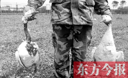 濟(jì)源一山間農(nóng)場遭襲，死傷200多只大鵝