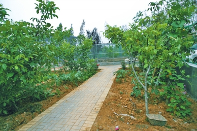 路兩邊是核桃樹，而路的盡頭救助野生鳥類的籠子，鴨子和鵝占了鵲巢