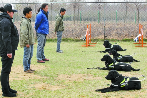 鄭州：4只導(dǎo)盲犬集訓(xùn) 將帶著盲人跑馬拉松