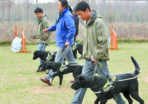 鄭州：4只導(dǎo)盲犬集訓(xùn) 將帶著盲人跑馬拉松