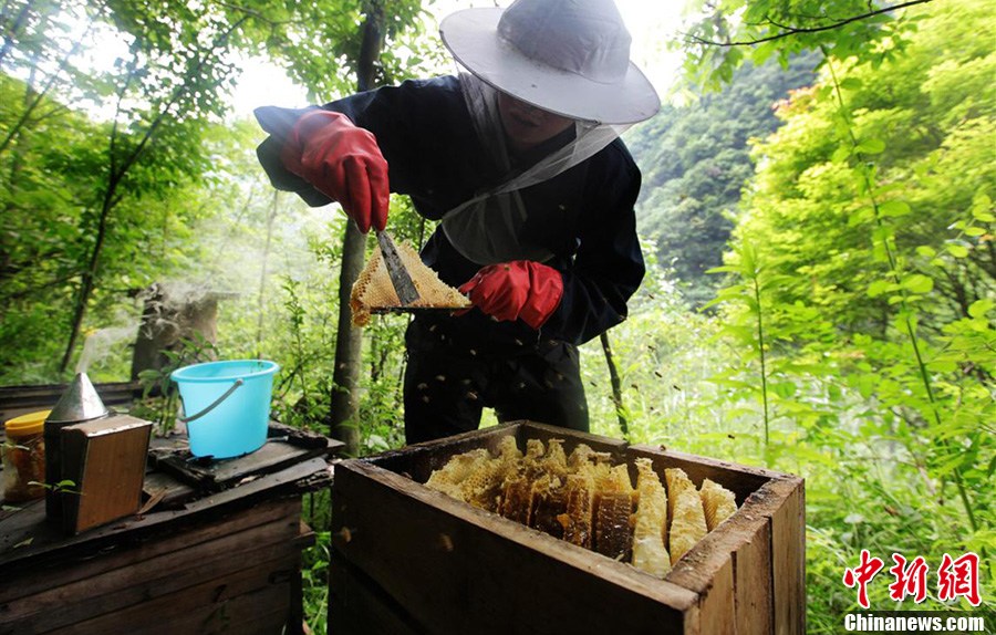 神奇神農(nóng)架“懸棺”養(yǎng)蜂