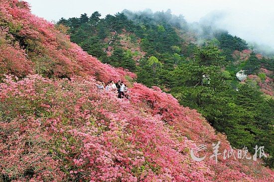 　　湖北麻城龜峰山10萬(wàn)畝連片野生杜鵑。