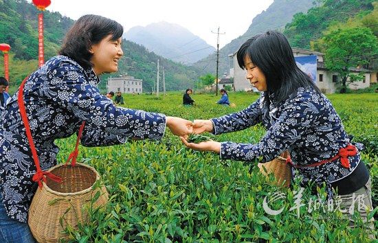 　　名茶六安瓜片原產(chǎn)地,游客身穿采茶女服裝在茶園體驗(yàn)采摘新茶的樂(lè)趣。