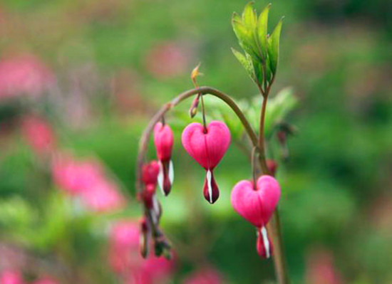 鄭州植物園內(nèi)萬紫千紅 牡丹芍藥花爭奇斗艷