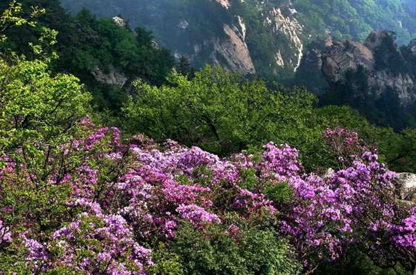 春游中原大地 一邊賞花一邊吃花