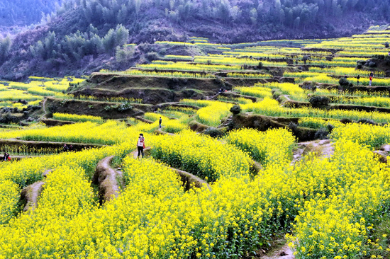 看油菜花不跑遠(yuǎn) 盤點(diǎn)專屬河南的油菜花田