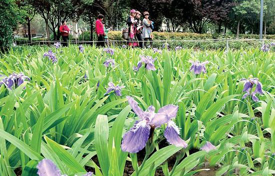 鄭州綠城廣場鳶尾花開 花展持續(xù)到5月10日