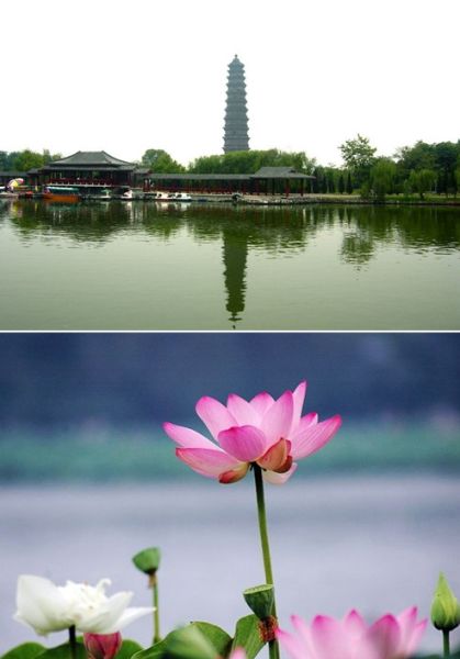 開封市第十一屆荷花藝術(shù)節(jié)(圖)