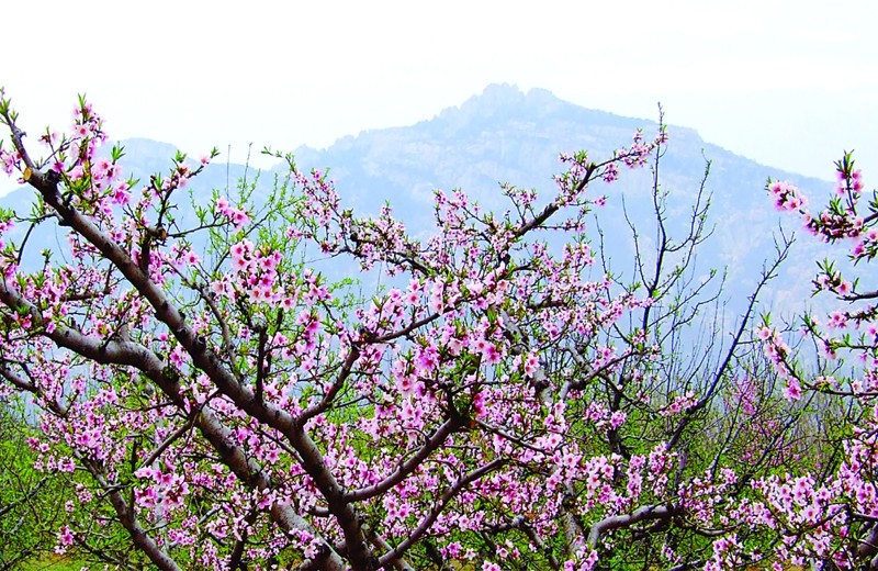 嶧山萬(wàn)畝桃園