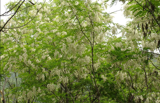 賞鄉(xiāng)村田園風(fēng)光 品舌尖一抹槐花香