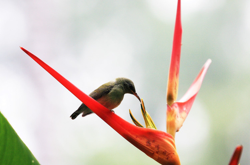 關(guān)渡賞鳥(niǎo)趣樂(lè)繽紛