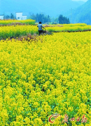 　　江嶺的油菜花已經(jīng)盛開。