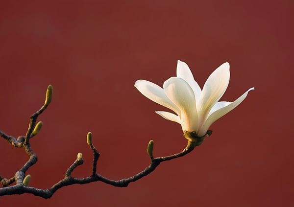 正是踏青賞花時(shí) 京華何處賞玉蘭