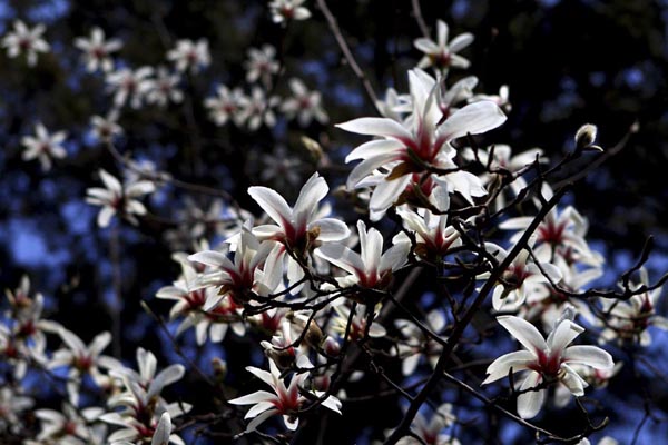 正是踏青賞花時(shí) 京華何處賞玉蘭