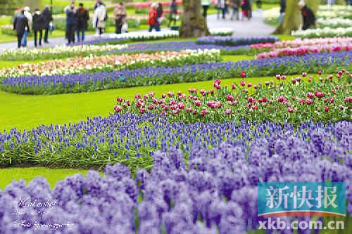 　　荷蘭郁金香花展在等待